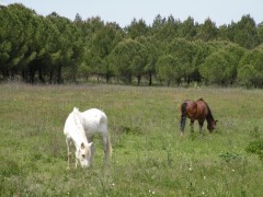 les chevaux 001.jpg