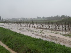 pluie 17-03-2011 015.jpg