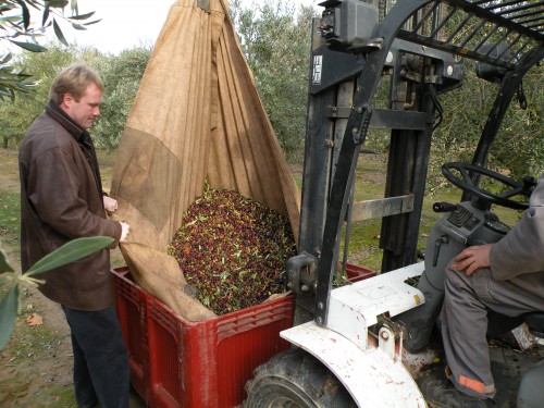 cueil olives Canet 010.jpg