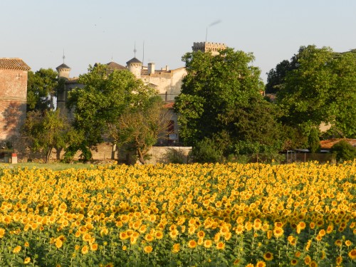 tournesols