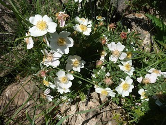 églantier des champs (rosa arvensis).JPG