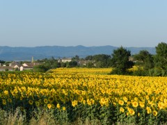 tournesols