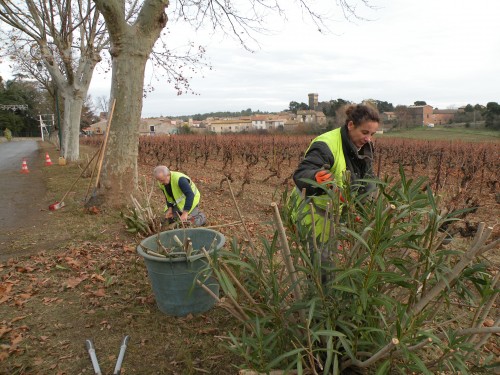 cueil olives Canet 006.jpg