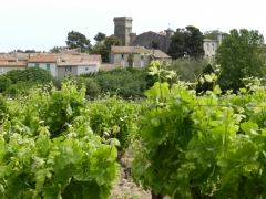 la vigne au pied.jpg