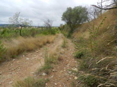 chemin  vieux de Trèbes.JPG