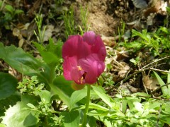 DSCN8549.JPG