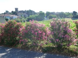 Agriculture et Paysages