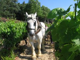 Agriculture et Paysages_1