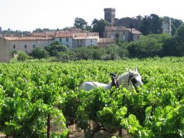 Agriculture et Paysages